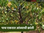 Mango Farming Success Story : पाच एकरात आंब्याची क्रांती; सुरेश ठाकूर यांची १२ लाखांची यशोगाथा - Marathi News | latest news Mango Farming Success Story: Mango revolution in five acres; Suresh Thakur's Rs 12 lakh success story | Latest success-story News at Lokmat.com