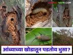 Mango Pest Management : आंब्याच्या खोडातून पडतोय भुसा? मग तात्काळ करा 'हे' उपाय - Marathi News | latest news Mango Pest Management : Chaff falling from mango trunk? Then immediately do 'this' remedy | Latest smart-farming News at Lokmat.com