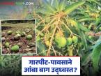 Mango Farming Tips : अवकाळी पावसानंतर आंबा बाग वाचवायची? 'या' उपायांनी टळेल मोठं नुकसान! - Marathi News | latest news Mango Farming Tips: Want to save mango orchards after unseasonal rains? These measures will prevent major losses! | Latest smart-farming News at Lokmat.com