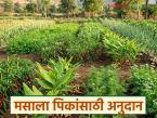 Masala Crop Subsidy : 50 टक्के अनुदानावर हळद, मिरची आणि मसाला पिकांसाठी अनुदान; वाचा संपूर्ण प्रक्रिया  - Marathi News | Latest news 50 percent subsidy for turmeric, chilli and spice crops; Read the complete process | Latest smart-farming News at Lokmat.com