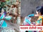 Farmer Success Story : मशरूममधून उभा केला अनोखा व्यवसाय; स्नेहलताताईंची यशोगाथा वाचा - Marathi News | latest news Farmer Success Story: A unique business was built from mushrooms; Read the success story of Snehalatatai | Latest success-story News at Lokmat.com
