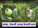 साडेचार एकराच्या फळबागेतून चांगलं उत्पन्न, आंब्याच्या दहा, तर पेरूच्या तीन सुधारित जातींची लागवड - Marathi News | Latest News horticulture Good yield from four acres of mango or gauva fruit farming | Latest farming-ideas News at Lokmat.com