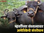 गाभण न राहणाऱ्या म्हशींच्या संख्येत होतेय वाढ; अमेरिकेची 'इडीफ' शोधणार म्हैस वंध्यत्वाची कारणे - Marathi News | The number of infertile buffaloes is increasing; America's 'EDIF' will find the causes of buffalo infertility | Latest agri-business News at Lokmat.com