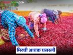 Mirchi Market : मिरचीला 2500 रुपये ते 5 हजार 500 रुपयांपर्यंत दर मिळतोय, तरीही आवक कमीच! - Marathi News | Latest news nandurbar mirchi market Chilli is fetching prices ranging from Rs. 2500 to Rs. 5500 rupees | Latest market-yard News at Lokmat.com