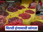यंदा 2 लाख क्विंटलवर मिरची हंगामाची सांगता झाली, मिरची पावडरच्या दरात 35 टक्के वाढ - Marathi News | Latest News chilli season ended at 2 lakh quintals, price of chilli powder increased by 35 percent | Latest market-yard News at Lokmat.com