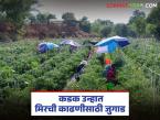 उन्हाचा कहर, सावलीत बसून मिरची काढणी, मजुरांसाठी शेतकऱ्याचे भन्नाट जुगाड, वाचा सविस्तर  - Marathi News | Latest news harvesting chillies while sitting in the shadow igatpuri Farmer's Brilliant Idea | Latest farming-ideas News at Lokmat.com