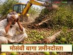 Mosambi Baga : मोसंबी बागा जमीनदोस्त; कमी भावामुळे शेतकऱ्यांचा टोकाचा निर्णय - Marathi News | latest news Mosambi Baga: Mosambi gardens are ruined; Farmers take extreme decision due to low prices | Latest farming-ideas News at Lokmat.com