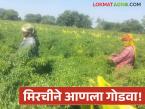 Farmer Success Story : मिरचीने आणला गोडवा; ४० गुंठ्यांतून १२ लाखांचे उत्पन्न वाचा सविस्तर - Marathi News | latest news Farmer Success Story: Chilli brought sweetness; Income of Rs 12 lakhs from 40 gunthas Read in detail | Latest success-story News at Lokmat.com