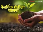Natural Farming : रासायनिक शेतीला ब्रेक; जालन्यात नैसर्गिक शेतीला गती वाचा सविस्तर - Marathi News | latest news Natural Farming: Break to chemical farming; Accelerate natural farming in Jalna Read in detail | Latest farming-ideas News at Lokmat.com