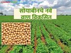 New Soybean Variety : शेतकऱ्यांसाठी खुशखबर! येत्या खरीपात बाजारात येणार सोयाबीनचे नवे वाण वाचा सविस्तर - Marathi News | latet news New Soybean Variety: Good news for farmers! New varieties of soybeans to be launched in the coming kharif season. Read in detail | Latest farming-ideas News at Lokmat.com