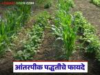 एकाचवेळी अनेक पिकं घ्या, चांगला नफा मिळवा, आंतरपीक पद्धतीकडे वाढता कल  - Marathi News | Latest News Intercropping farming Growing multiple crops same time, getting good profits, growing trend towards intercropping | Latest farming-ideas News at Lokmat.com