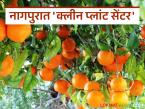 Orange Clean Plant Centre : संत्रा उत्पादकांसाठी आनंदवार्ता; अत्याधुनिक 'क्लीन प्लांट सेंटर' होणार स्थापन वाचा सविस्तर - Marathi News | latest news Orange Clean Plant Centre: Good news for orange growers; State-of-the-art 'Clean Plant Centre' to be established Read in detail | Latest farming-ideas News at Lokmat.com