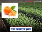 Orange Nursery : सातपुड्याच्या पायथ्याशी संत्रा कलमांचा हंगाम सुरू; जंभेरी बांधकरीचा धडाका - Marathi News | latest news Orange Nursery: Orange cutting season begins at the foot of Satpura; Jambheri builders' blast | Latest farming-ideas News at Lokmat.com
