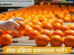 Orange Processing Center : वादळात पडलेली संत्रेसुद्धा उपयोगी; प्रक्रिया उद्योग सुरू होणार? वाचा सविस्तर - Marathi News | latest news Orange Processing Center: Even oranges that fall in storms are useful; Will the processing industry start? Read in detail | Latest farming-ideas News at Lokmat.com