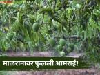 Organic Mango Success Story : दुष्काळी भागातील शेतकऱ्याने दाखवला नवा मार्ग; आंब्याच्या बागेतून आर्थिक प्रगती - Marathi News | latest news Organic Mango Success Story: A farmer from a drought-stricken area showed a new way; Economic progress from a mango orchard | Latest success-story News at Lokmat.com