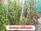 बदलत्या हवामानाने पानमळा कोमेजला; शेतकऱ्यांच्या डोळ्यांत आता फक्त चिंता! - Marathi News | latest news The changing weather has withered the betel leaf trees; now only worry is in the eyes of the farmers! | Latest farming-ideas News at Lokmat.com