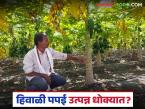 Papaya Farmers Crisis : पपई बागा तोट्यात; अतिवृष्टीमुळे फळधारणा घटली वाचा सविस्तर - Marathi News | latest news Papaya Farmers Crisis: Papaya orchards in loss; Fruit production reduced due to heavy rains Read in detail | Latest farming-ideas News at Lokmat.com