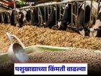 सरकी पेंडपासून ते मका कुट्टीपर्यंत पशुखाद्याचे दर कसे आहेत, वाचा सविस्तर  - Marathi News | Latest News prices of animal feed, from sugarcane meal to maize flour Read in detail | Latest agri-business News at Lokmat.com