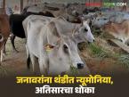 थंडीत जनावरांना लाळ खुरकत, न्यूमोनियासह अतिसारचा धोका, कृषी विभागाचे आवाहन  - Marathi News | Latest News Animals are salivating in the cold, risk of pneumonia and diarrhea, appeal from the Agriculture Department | Latest agri-business News at Lokmat.com