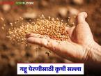 अजून गहू पेरला नाही, आता गहू पेरत असाल तर या गोष्टी लक्षात ठेवा, वाचा सविस्तर  - Marathi News | Latest news agriculture news gahu perani Wheat can be sown by December 15 | Latest smart-farming News at Lokmat.com