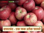 Healthy Apple : सफरचंदाचे दर कमी झाले, मागणी वाढली, अनेक आजारांवर गुणकारी - Marathi News | Latest News Apple prices have decreased, demand has increased, effective against many diseases, | Latest market-yard News at Lokmat.com