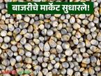 Bajari Market : चपातीपेक्षा भाकरीकडे कल, मार्केटमध्ये बाजरीचे दर कसे आहेत, वाचा सविस्तर  - Marathi News | Latest News Bajari Market Rate Millet prices increased rapidly compared to wheat | Latest market-yard News at Lokmat.com