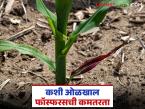 स्फुरद ह्या अन्नद्रव्याची कमतरता कशी ओळखायची? व त्यावर उपाय कसे करायचे? वाचा सविस्तर - Marathi News | How to identify phosphorus deficiency and how to treat it? Read in detail | Latest smart-farming News at Lokmat.com