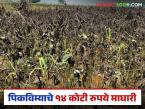 नाशिकच्या शेतकऱ्यांना पिकविम्याचे 14 कोटी रुपये येऊन विमा कंपन्यांना परत गेले, नेमकं कारण काय? - Marathi News | Latest News Pik Vima Yojana Rs 14 crore for crop insurance approved for Nashik, went back to insurance companies | Latest farming-ideas News at Lokmat.com