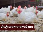 Poultry Temperature : वाढत्या उन्हात पोल्ट्री शेडमध्ये थंडावा करण्यासाठी या गोष्टी करा, कोंबड्यांना थंडावा मिळेल! - Marathi News | Latest news Poultry farm Temperature Do these things to cool down in the poultry shed during the rising sun | Latest agri-business News at Lokmat.com