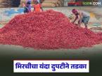 गतवर्षीच्या तुलनेत यंदा मिरची खातेय दुपटीने भाव; कर्नाटक, आंध्र प्रदेशातून मिरचीची आवक - Marathi News | Chilli prices doubled this year compared to last year; Chilli arrivals from Karnataka, Andhra Pradesh | Latest market-yard News at Lokmat.com