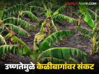 ४५ अंश तापमानाचा फटका, भूजल पातळी खालावली; रावेर तालुक्यात केळीबागांवर संकट - Marathi News | 45 degree temperature hits, groundwater level drops; Banana orchards in Raver taluka in crisis | Latest farming-ideas News at Lokmat.com