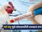'बर्ड फ्लू'मुळे नवापुरातील कोट्यवधींची उलाढाल ठप्प; हजारावर कामगार उपाशी - Marathi News | 'Bird flu' halts turnover worth crores in Navapur; over a thousand workers starve | Latest agri-business News at Lokmat.com
