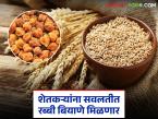 Rabi Season Seeds Scheme : रब्बी हंगामासाठी शेतकऱ्यांना दिलासा; हरभरा व गहू बियाणे सवलतीच्या दरात! - Marathi News | latest news Rabi Season Seeds Scheme: Relief for farmers for the Rabi season; Gram and wheat seeds at discounted rates! | Latest farming-ideas News at Lokmat.com