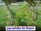 थंडीमुळे द्राक्ष बागेवर परिणाम अन् द्राक्षघडावर भुरी रोग, कसा कराल उपाय?  - Marathi News | Latest news Cold weather affects vineyards and brown spot disease on grapes, how to treat it? | Latest smart-farming News at Lokmat.com