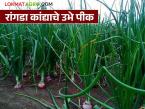 Rangda Kanda : रांगडा कांद्याचे उभे पीक असताना खताचे नियोजन कसे करावे, जाणून घ्या सविस्तर  - Marathi News | Latest News Learn in detail how to plan fertilizer during the growing season of creeping onion | Latest smart-farming News at Lokmat.com
