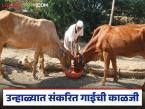 Dairy Farming : दुधात घट झाली, उन्हाळ्यात संकरीत गाईंची 'अशी' घ्या काळजी; हा खास प्लॅन वापरा! - Marathi News | Latest news Milk production has decreased, take care of hybrid cows in summer; use this special plan! | Latest agri-business News at Lokmat.com