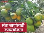 Orange Orchard Protection : संत्र्यावर थंडीचा घाव; बागांसाठी तातडीच्या उपाययोजना वाचा सविस्तर - Marathi News | latest news Orange Orchard Protection: Cold damage to oranges; Read urgent measures for orchards in detail | Latest farming-ideas News at Lokmat.com