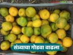 मागणीच्या तुलनेत आवक कमी होत असल्याने संत्र्याच्या दरात वाढ; वाचा काय मिळतोय दर? - Marathi News | Orange prices increase as supply falls short of demand; Read What is the price? | Latest market-yard News at Lokmat.com