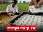 Seed Germination Test : चमकदार बियाण्यांना फसू नका; पेरणीपूर्वी 'ही' टेस्ट कराच - Marathi News | latest news Seed Germination Test: Don't be fooled by shiny seeds; do this test before sowing | Latest smart-farming News at Lokmat.com