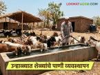 उन्हाळ्यात शेळ्यांना दररोज इतके लिटर पाणी पाजा, ही लस टोचून घ्या, जाणून घ्या सविस्तर - Marathi News | Latest News Goat Farming give this many liters of water to goats every day, get this vaccine, know in detail | Latest farming-ideas News at Lokmat.com