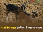 Goat Farming : हिवाळ्यातच नाही, उन्हाळ्यातही न्यूमोनिया होतो, न्यूमोनियापासून शेळीच्या पिल्लांना कसे वाचवालं?  - Marathi News | latest News Goat Farming Causes and Remedies for Pneumonia in Goat Kids see details | Latest agri-business News at Lokmat.com