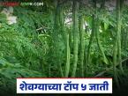 Shevga Variety: कमी कालावधीत, कमी पाण्यात अधिक उत्पादन देणाऱ्या शेवग्याच्या पाच जाती - Marathi News | Latest News Shevga sheti Five varieties of shevga that give more yield in less time and less water, read in detail | Latest smart-farming News at Lokmat.com