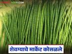 नोव्हेंबरमध्ये २०० ते ३०० रुपये किलोने विकल्या जाणाऱ्या शेवग्याच्या शेंगेला वाचा आज काय मिळतोय दर? - Marathi News | What is the price of the pods of the drumstick, which were sold for Rs 200 to Rs 300 per kg in November, today? | Latest market-yard News at Lokmat.com