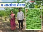 दुष्काळी भागातील तरुणाची कमाल; चार एकर शेवग्याच्या शेतीतून घेतले ७ लाखांचे उत्पन्न - Marathi News | The best of a youth in a drought-hit area; Income of Rs 7 lakhs from a four-acre farm | Latest success-story News at Lokmat.com