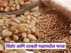 Sharbati Wheat : सिहोर आणि शरबती गहू कुठे पिकवला जातो, या दोन्ही गव्हामधील फरक काय आहे?  - Marathi News | Latest News rabbi season gahu lagvad Where is Sehore and Sharbati wheat grown see details | Latest farming-ideas News at Lokmat.com