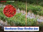 Chilli export to Dubai : सिल्लोडची मिरची झाली इंटरनॅशनल; बांगलादेश, दुबईत वाढली मागणी - Marathi News | latest news Chilli export to Dubai : Sillod's Chilli International; Increased demand in Bangladesh, Dubai | Latest farming-ideas News at Lokmat.com