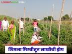 माण तालुक्यातील युवा शेतकऱ्याने शिमला मिरचीत केली कमाल; दीड एकरमध्ये घेतले २० लाखांचे उत्पन्न - Marathi News | Young farmer from Maan taluka excelled in capsicum; earned income of Rs 20 lakhs in one and a half acres | Latest success-story News at Lokmat.com