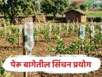 Farmer Juggad : न ड्रिप, न खर्च! टाकाऊ प्लास्टिकच्या बाटल्यांपासून बनवलेली ही सिंचन पद्धत पाहिलीत का? - Marathi News | latest news Farmer Juggad No drip, no waste Have you seen this irrigation system made from waste plastic bottles | Latest smart-farming News at Lokmat.com