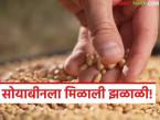Soyabean Market : सोयाबीनच्या दराने घेतली उसळी, 'या' मार्केटमध्ये मिळाला आतापर्यंतचा उच्चांकी दर  - Marathi News | Latest news Soybean prices increased, highest ever price achieved in amarvati market | Latest market-yard News at Lokmat.com