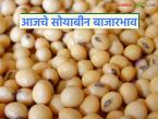 Soybean Bajar Bhav : राज्यात सोयाबीन दरात झपाट्याने बदल; जाणून घ्या आजचे भाव - Marathi News | latest news Soybean Bajar Bhav : Rapid change in soybean prices in the state; Know today's prices | Latest market-yard News at Lokmat.com